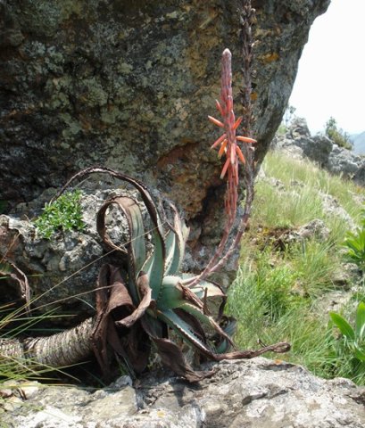 Aloe suprafoliata taking it lying down